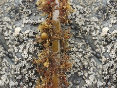 Carpophyllum plumosum