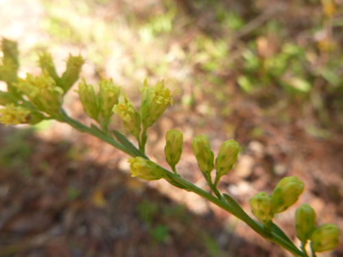 graceful goldenrod (Solidago gracillima)