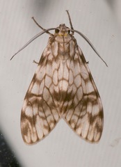 Eucereon chloraenoma