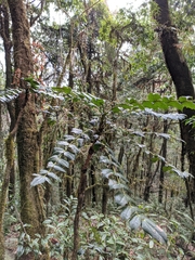 Berberis napaulensis