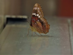 Anartia amathea