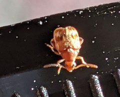 Callosobruchus maculatus