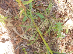 Solidago gracillima