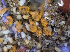 Pycnoclavella stanleyi