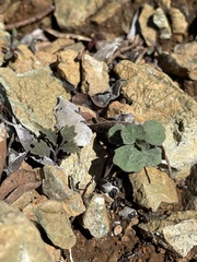 Streptanthus barbiger