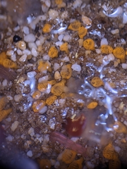 Pycnoclavella stanleyi