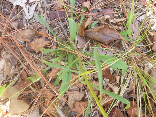 Image of Solidago gracillima by no rights reserved