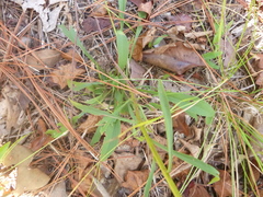 Solidago gracillima