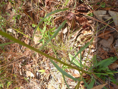 Image of Solidago gracillima by no rights reserved