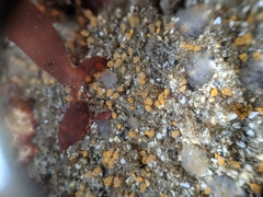 Pycnoclavella stanleyi