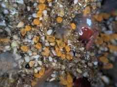 Pycnoclavella stanleyi