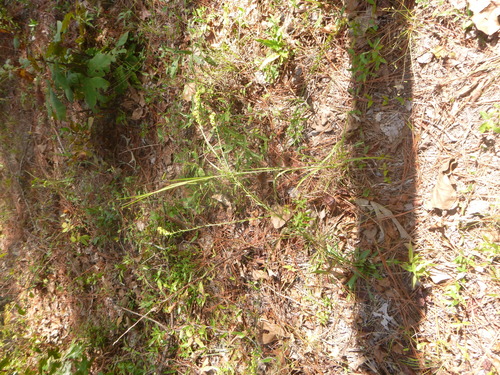 Image of Solidago gracillima by no rights reserved