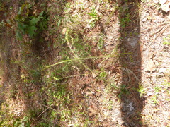 Solidago gracillima