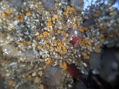 Pycnoclavella stanleyi