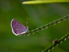 Hemiargus