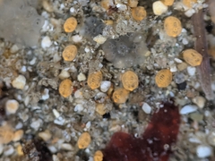 Pycnoclavella stanleyi