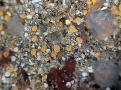 Pycnoclavella stanleyi