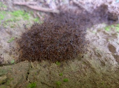 Labidus