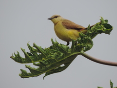 Machetornis