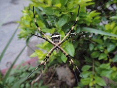Argiope argentata