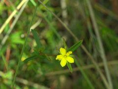 Hibbertia salicifolia