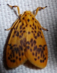 Miltochrista obsoleta