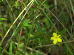Hibbertia salicifolia