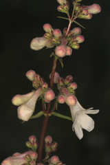 Penstemon tubaeflorus