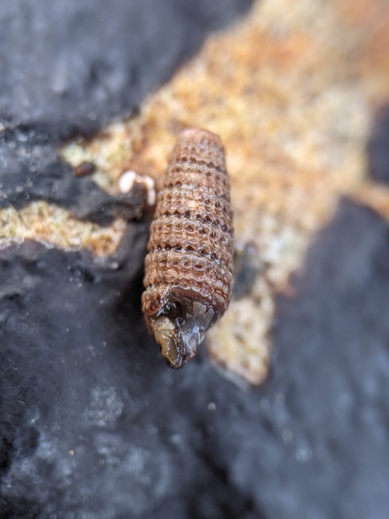 San Pedro triphora
