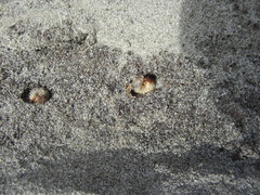 Pericoptus