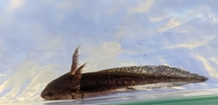 Ambystoma opacum