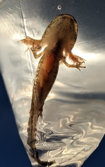 Ambystoma opacum