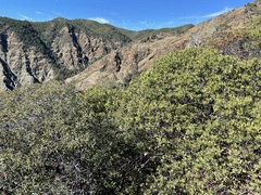 Arctostaphylos bakeri sublaevis