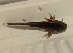 Ambystoma opacum