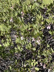 Arctostaphylos bakeri sublaevis