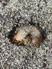 Pericoptus