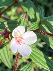 Monochaetum floribundum