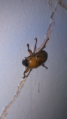 Cyclocephala putrida