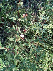 Monochaetum floribundum