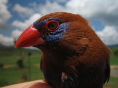 Granatina ianthinogaster
