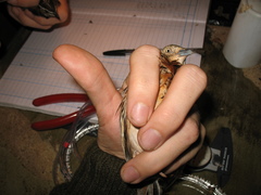 Turnix sylvaticus