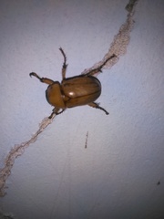 Cyclocephala putrida