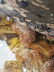 Jania verrucosa