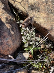 Streptanthus barbiger