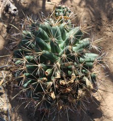 Coryphantha robustispina