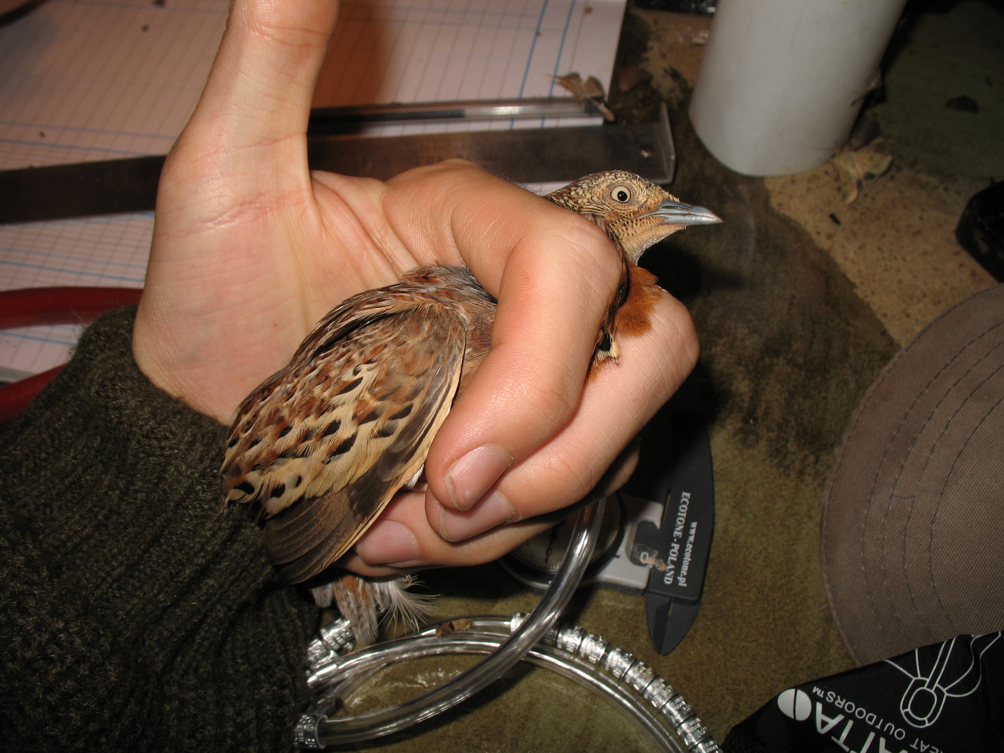 Common Buttonquail