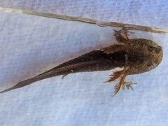 Ambystoma opacum