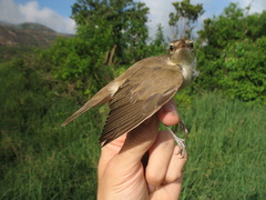 Acrocephalus griseldis