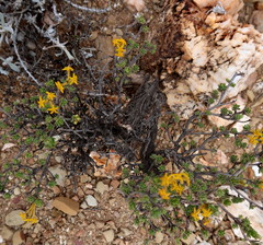 Lasiosiphon deserticola