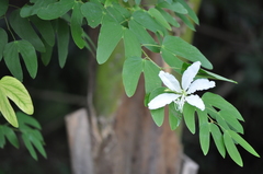 Bauhinia bowkeri